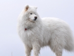 Big White Fluffy Samoyed