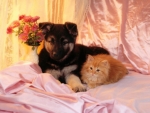 Cute Dog and Kitten