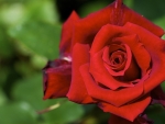 Lovely Red Rose