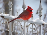Cardinal in winter