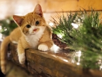 christmas kitty
