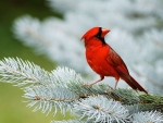 beautiful Cardinal