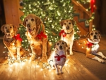 dogs lighted up