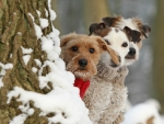 dogs in winter