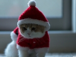 Christmas Kitty!