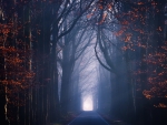 Forest Road
