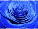 Blue...Forever