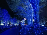 Blue Christmas Lights!