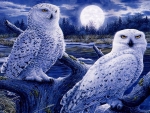 Snow Owls