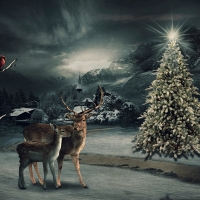 CHRISTMAS IN THE FOREST
