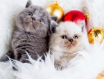 Christmas kittens
