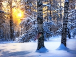 Winter forest