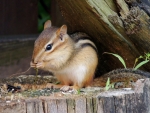 Adorable Chipmunk