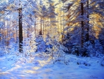Winter forest