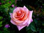 Pink Rose