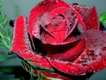 Dewy Red Rose