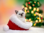 Christmas kitten