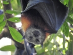 Sleepy Bat