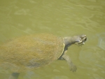 Aussie Turtle