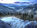 Black Forest of Winter