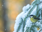 Little Bird in Snow