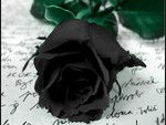 Letter Rose