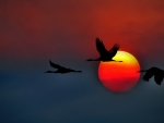Cranes Birds Flying In Sunset Sky