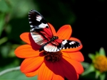 Butterfly on Lovely Flower