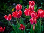 Lovely Tulips