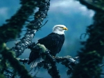 Magestic eagle