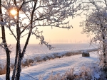 Sunny Winter Landscape