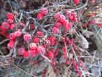 Frosty Berries