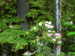 Mount Rhododendrons