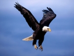 Bald Eagle Landing