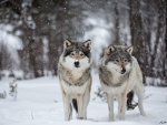 Winter Wolves
