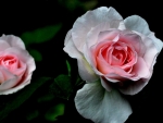 Lovely Pink Roses