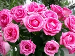 Pink Roses
