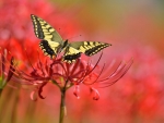 Yellow Butterfly on Red Flowers
