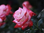 Hybrid Tea Roses