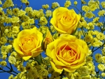 Yellow Roses