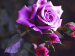 Sunshine Purple Rose