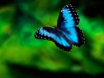 Magnificent Blue Butterfly