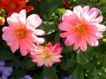 Pink Dahlias
