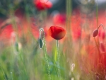 poppies
