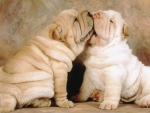 kissing puppies