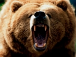 angry bear