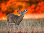 deer and fire