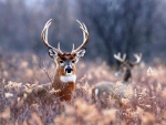 beautiful buck
