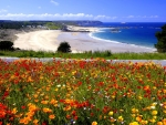 Flowery Beach