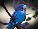 Cute Blue Bird